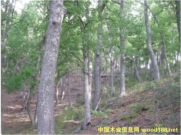 ��Ȼ��ľ�ֵ�Ԕ��(x��)��B