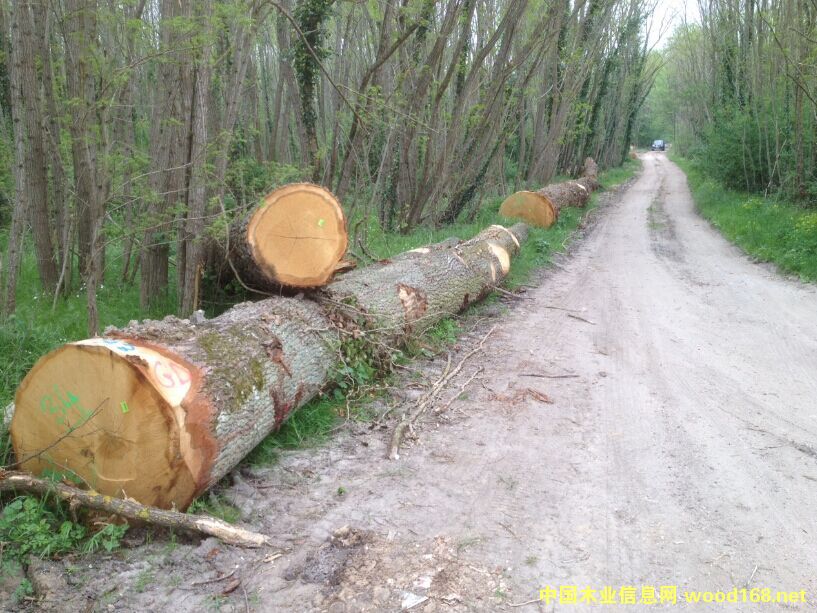 �W�ް���ԭľ���̵�Ԕ��(x��)��B