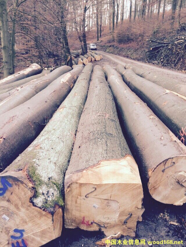 ����ľԭľ����