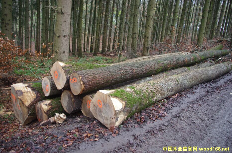 �W��ˮ����ԭľ���̵�Ԕ��(x��)��B