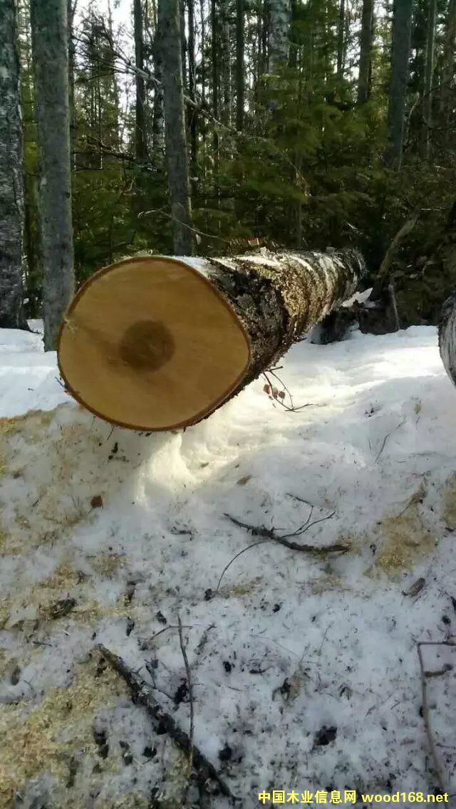 ���_˹��Ƥ��ľ