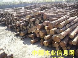 樟子松的詳細介紹