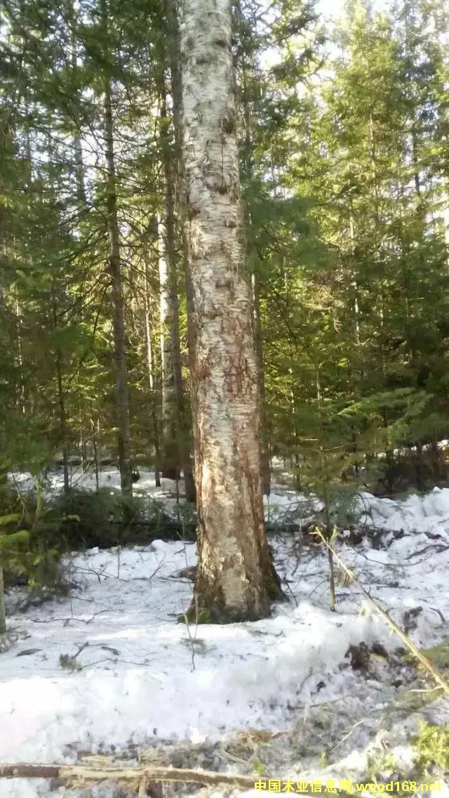 樺木的詳細介紹