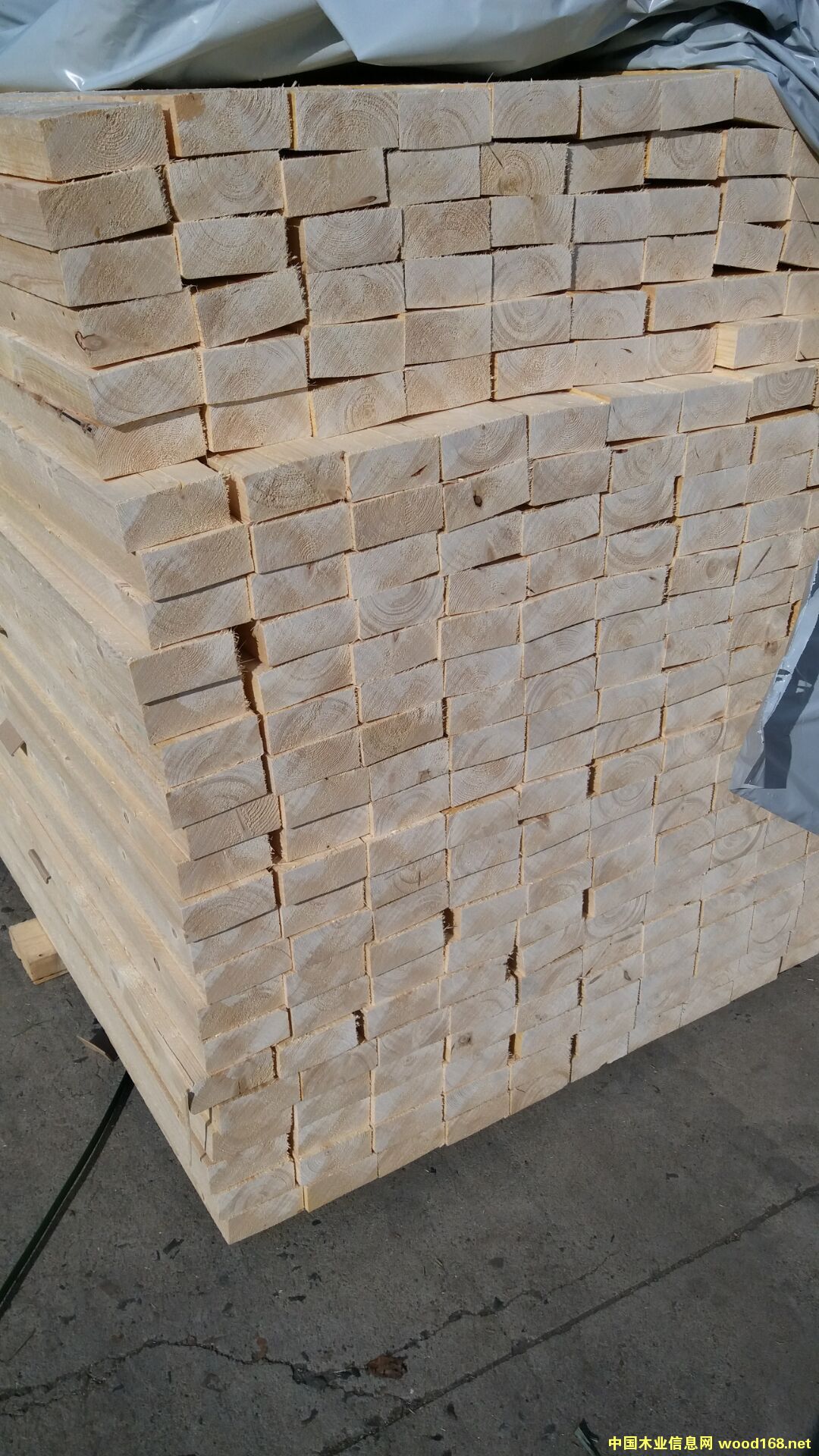 云杉的詳細介紹