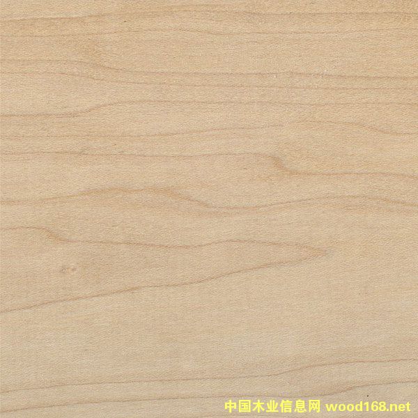 硬楓的詳細(xì)介紹