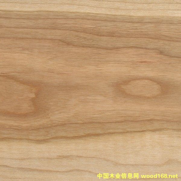 櫻桃木的詳細(xì)介紹