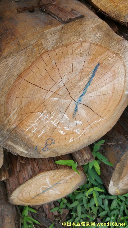 ����(gu��)���ԭľ