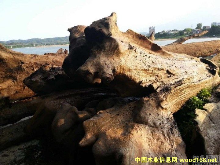 ���Ӵ��44����ľ������ �ɫ@����5ǧԪ���C��