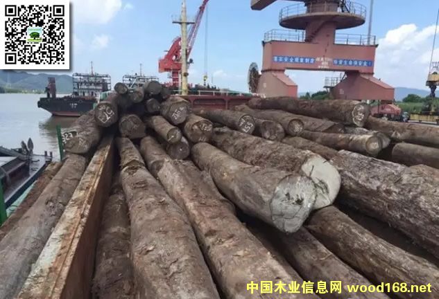 ��ɽ���~(y��)��ľ�ĸ�ӭ��(l��i)4000��ľ�ĳɹ����