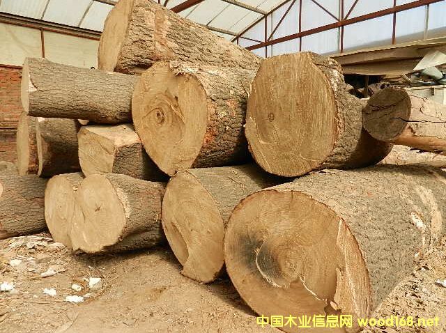 杉原木的詳細(xì)介紹