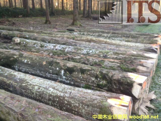 �Z����ԭľ