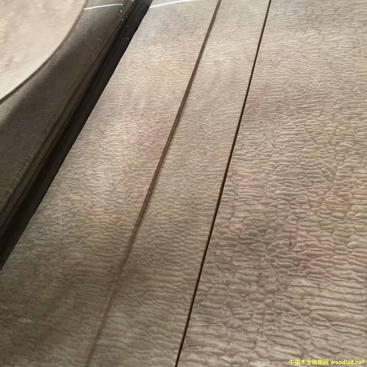 ��ɳ����yɳ������