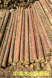 ���~�ə_�l����ľ���ӹ���