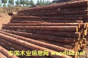 ���~�ə_�l����ľ���ӹ���