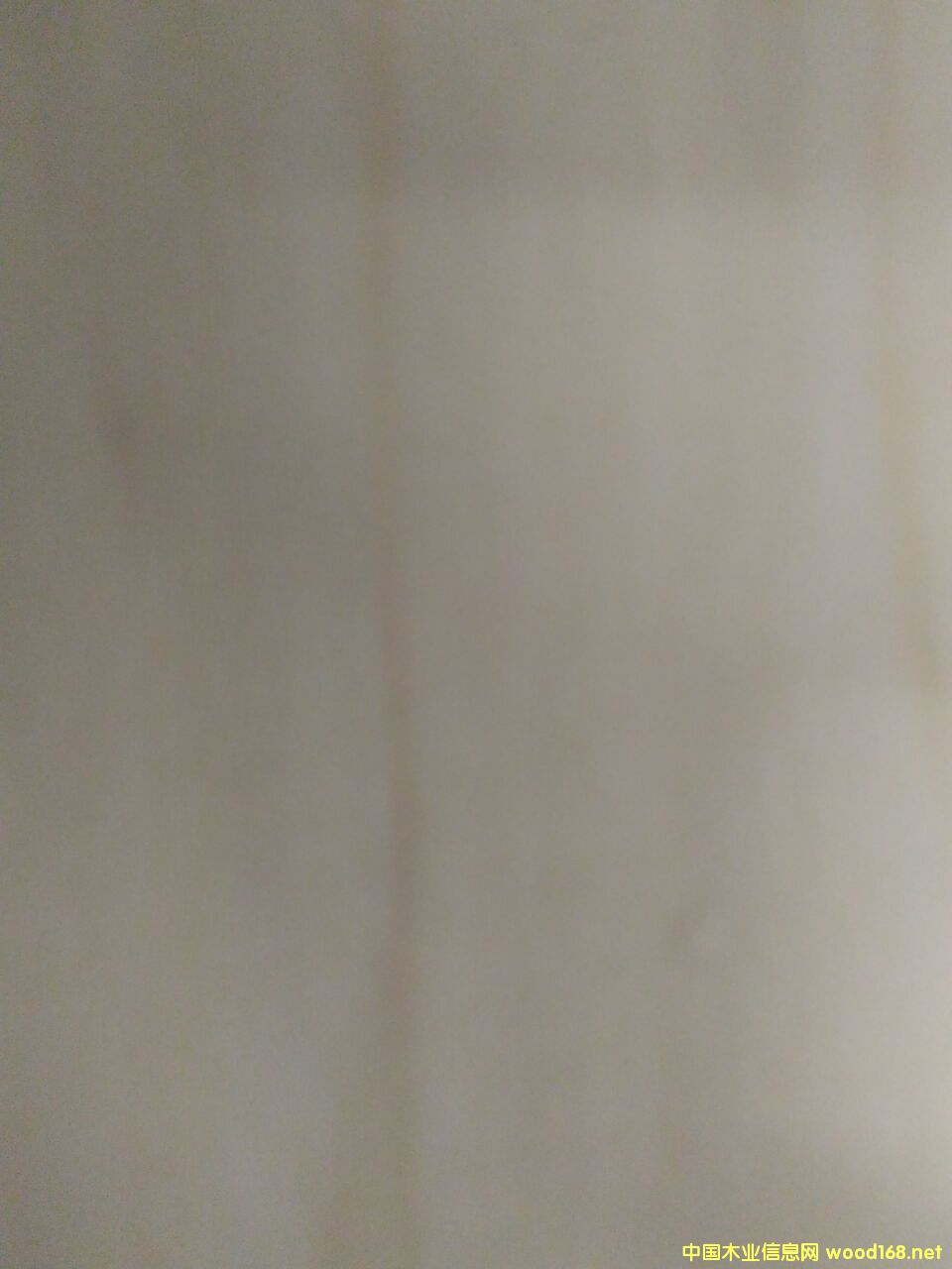 鵝掌楸木的詳細(xì)介紹