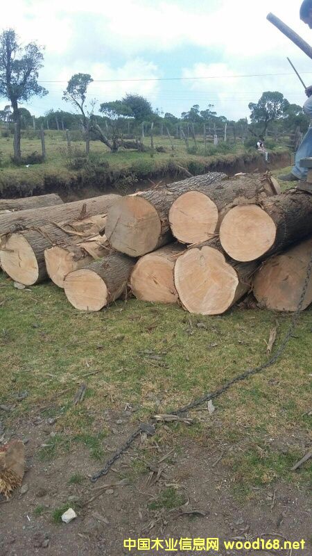 ������ ��ľ