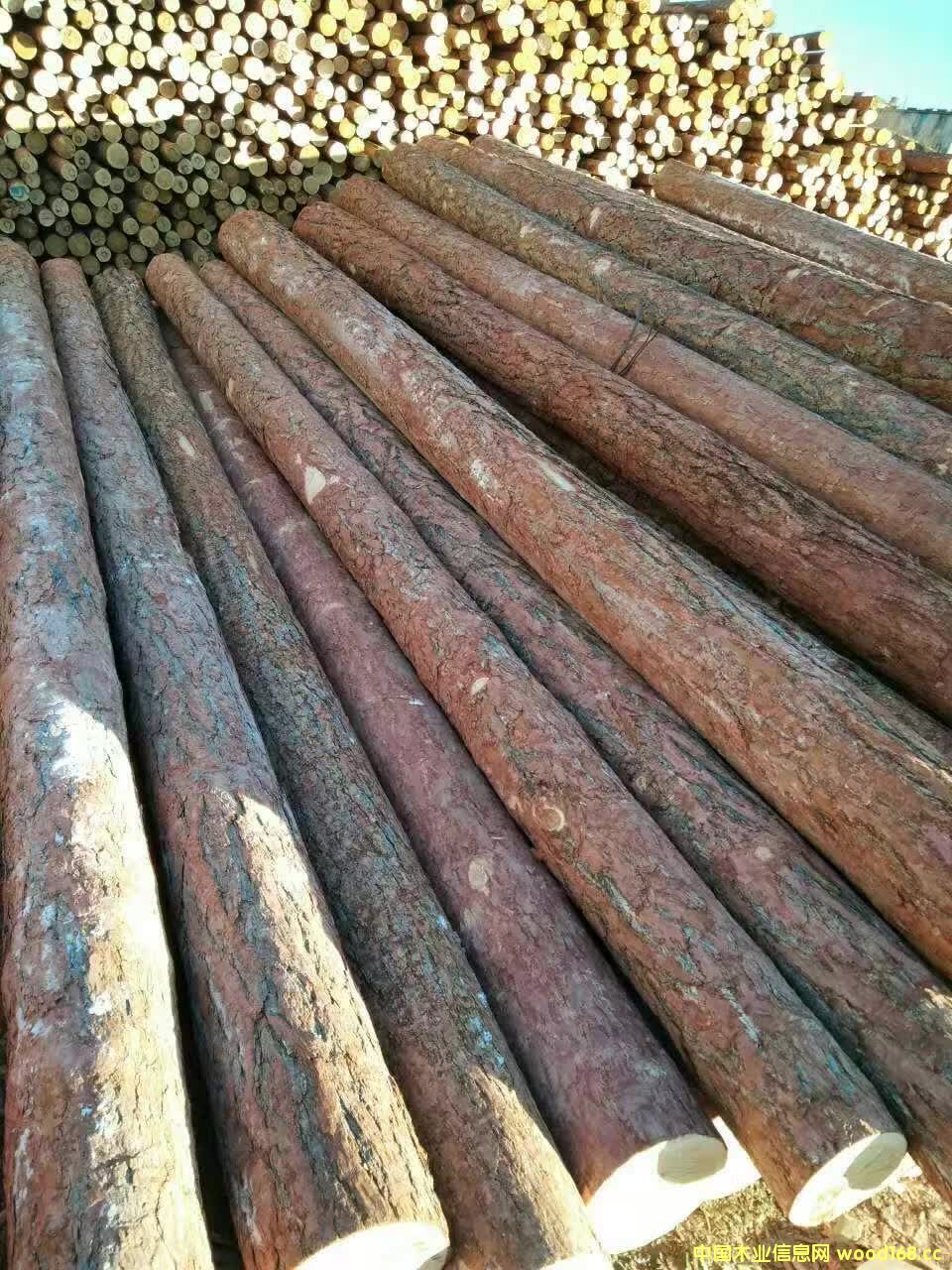 ���_˹���~��ԭľ��Ԕ��(x��)��B