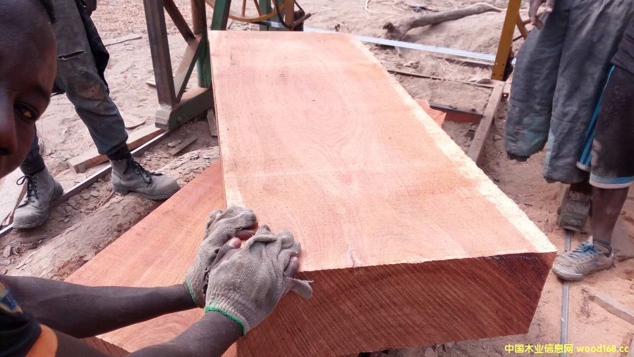 ���~������5cm��Ԕ��(x��)��B