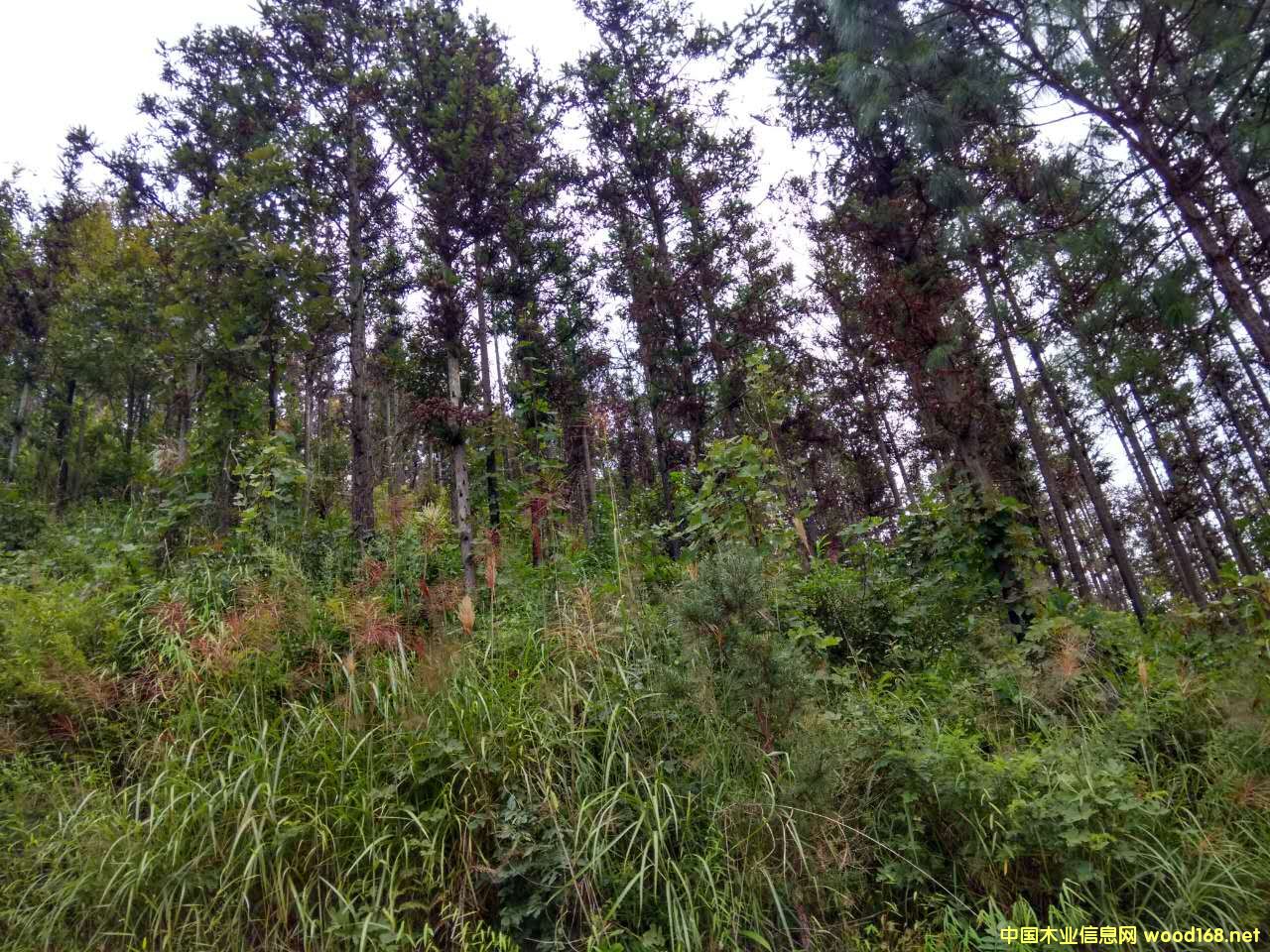 ɼľԭľ��(du��)���N�۹���