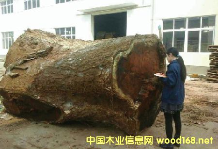 張家港木材市場(chǎng)新樹種:雨樹