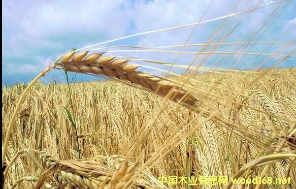 �҇��ն������a(ch��n)�I(y��)ǰ��