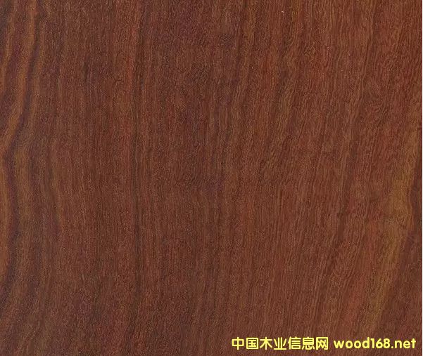 木材百科:紅檀木(鮑古鐵豆)樹種詳解
