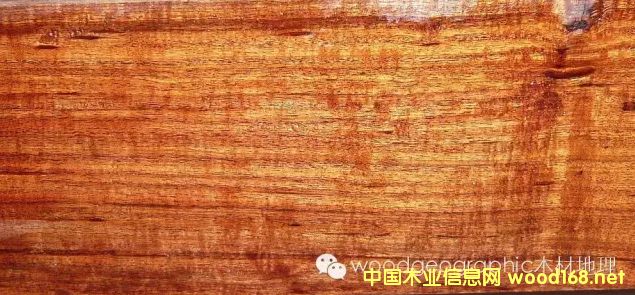 ľ�İٿƣ��ɘ�(l��)����Mopane��ľ��Ԕ��