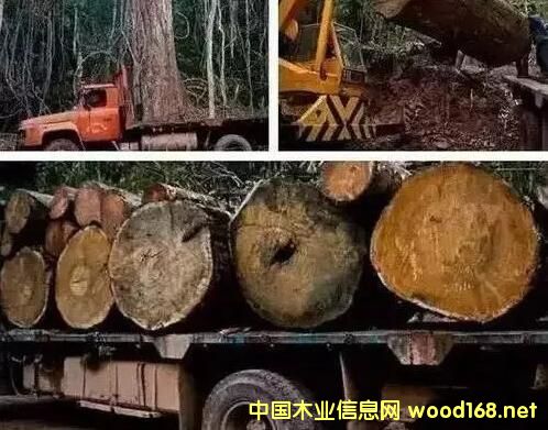 �tľ���o�Ŀ��ã���t��֦�q��40%�����黨��q��65%