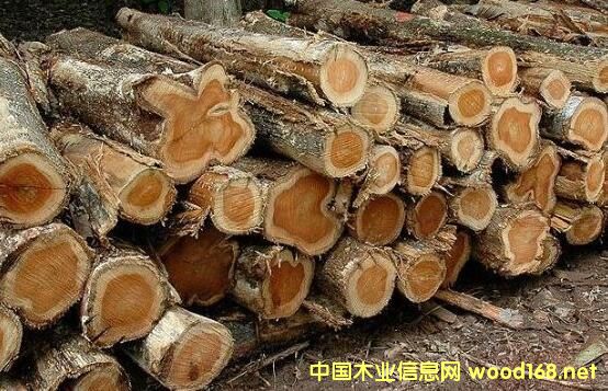 �K����ľ��--�p���Kľ