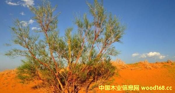 ������˹�̺�ľ�I(y��)��a(ch��n)10�f(w��n)�����ͭh(hu��n)����(ji��)�������|(zh��)�w��ȼ���(xi��ng)Ŀ��