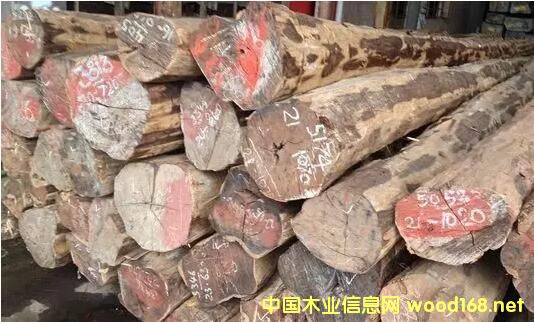 CITES���s�������Ϣ���ϓ��t��֦��ֹ����