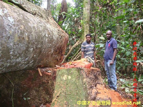木材樹種詳解--罌粟尼索桐
