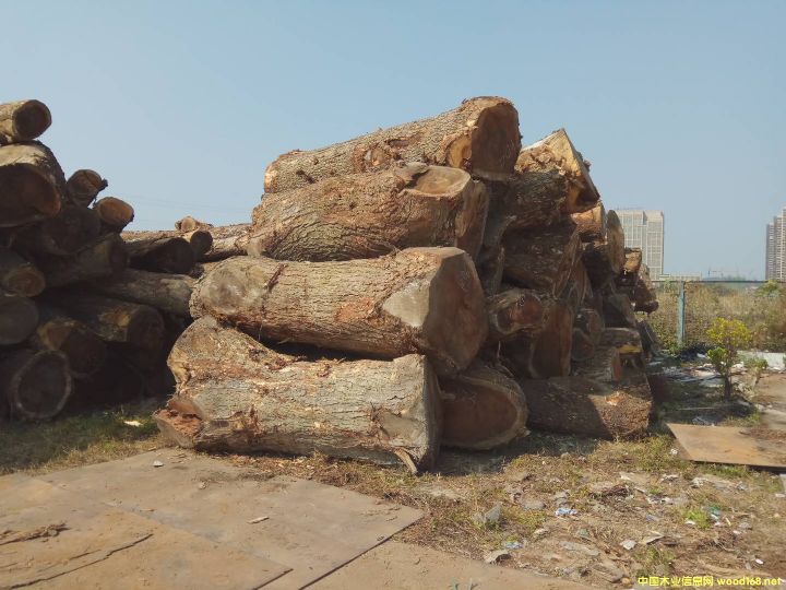 ������ľ��Ԕ����B