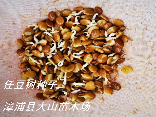 �ζ���N�������vľ