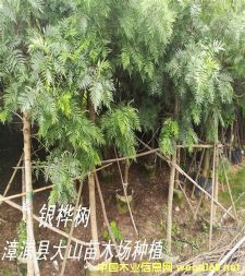 �y�����ֲ��