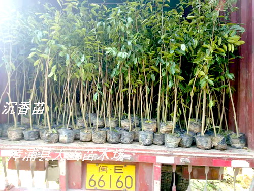 �����磬���ϳ������V�|����