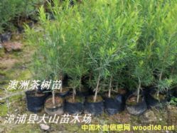 ���޲���~�����~��ǧ��֦�~����