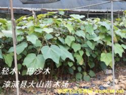 [��] ���pľ�磨Balsa����ɳľ���͠�ɳľ���͠�ɼľ��