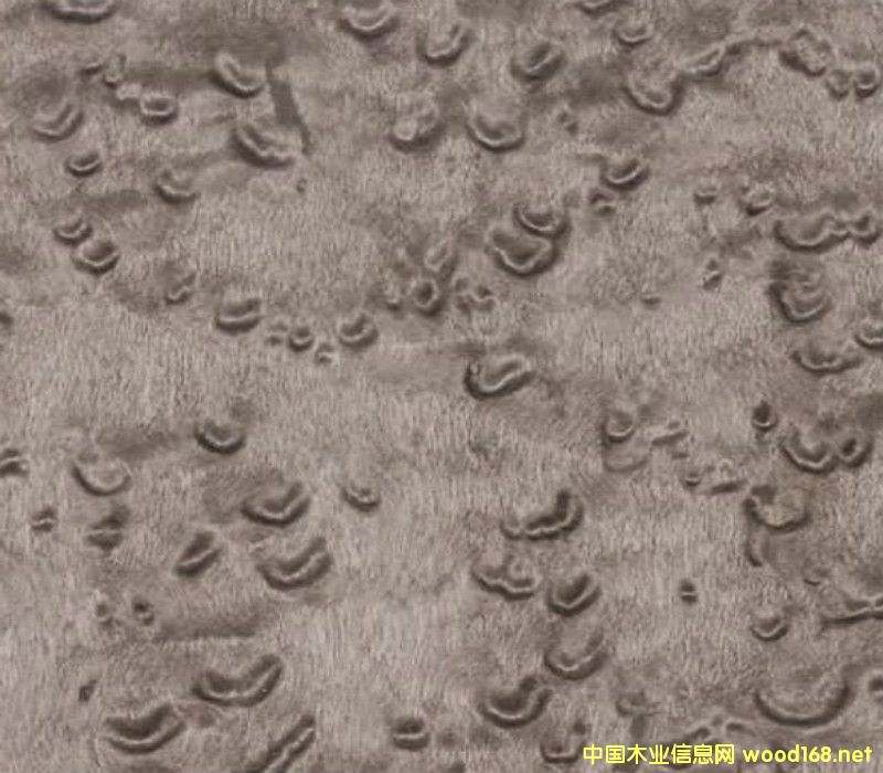 Ⱦɫȸ��ľƤ�N���