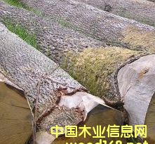 �W�ް���ԭľ