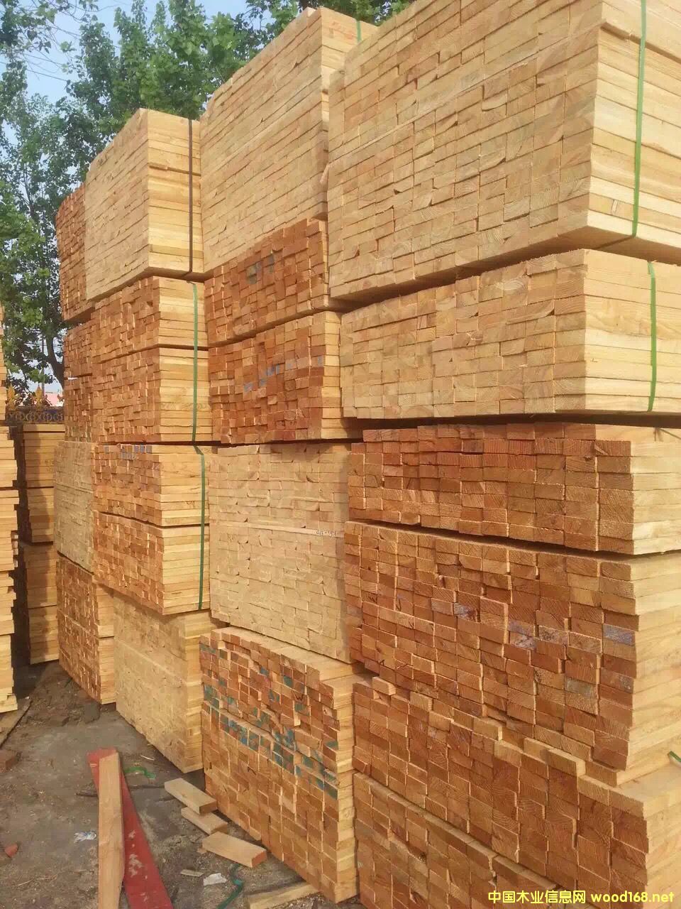 ������ľ