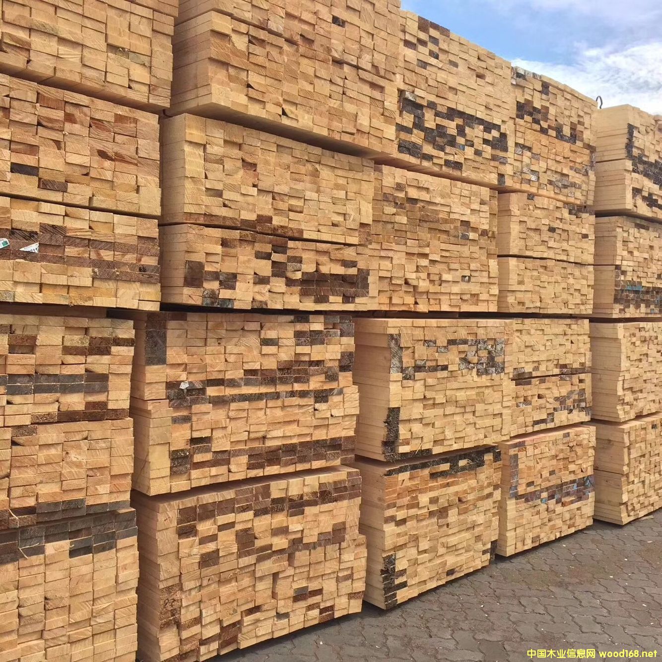 ������ľ �Fɼ