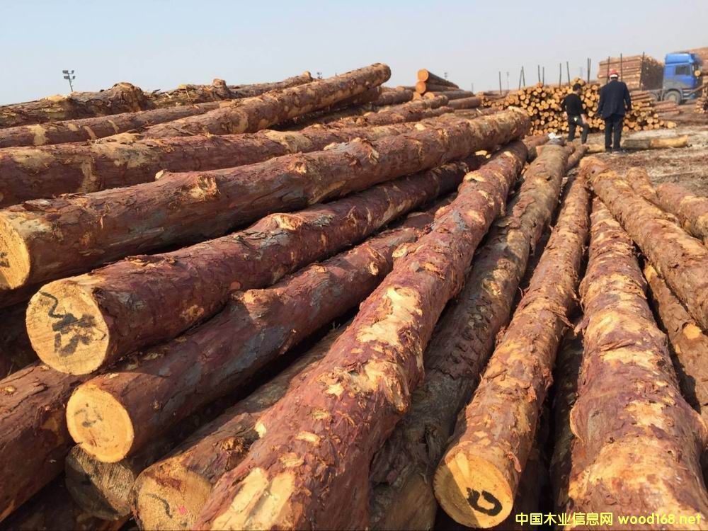 ���~�ɺӵ���ľ��