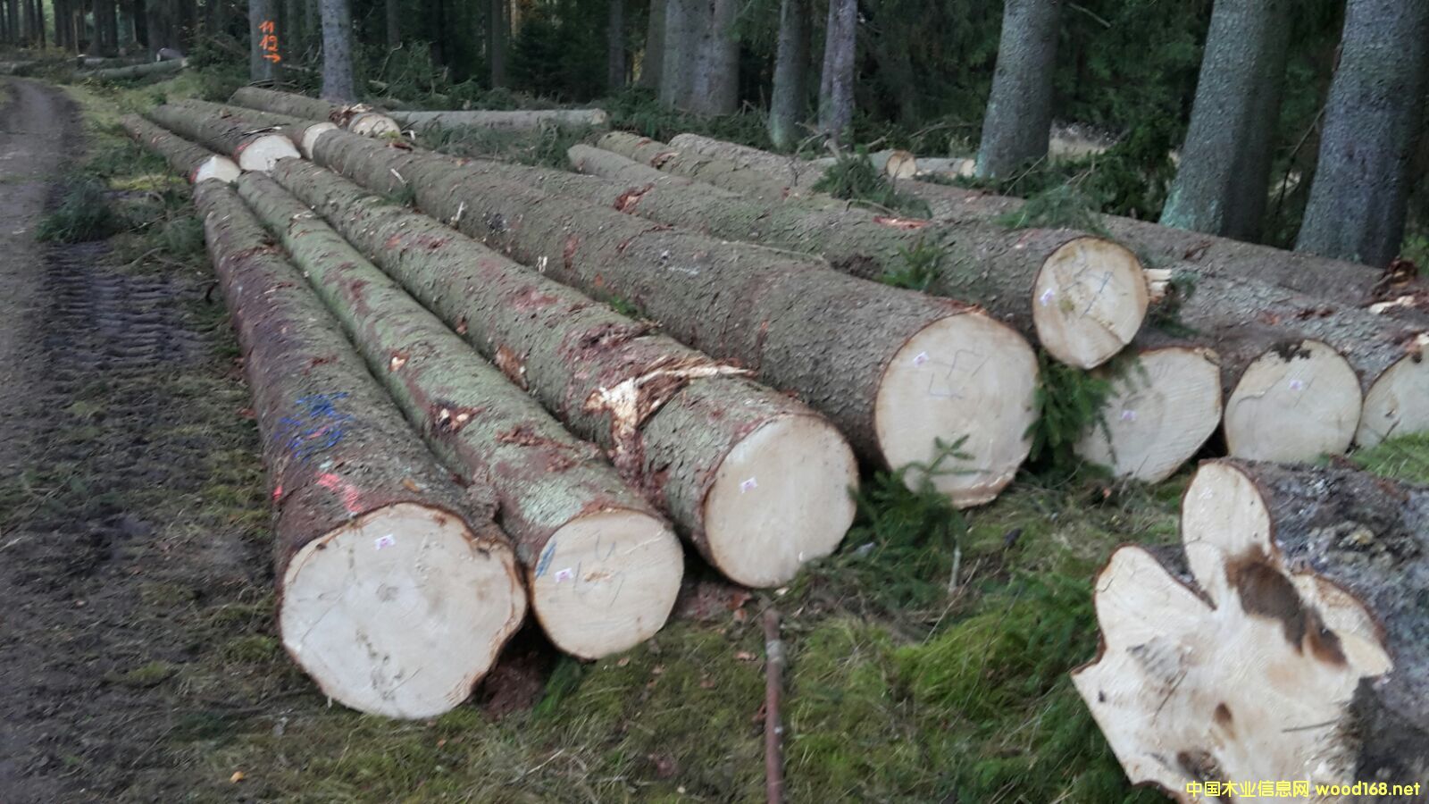 ����������ɼ