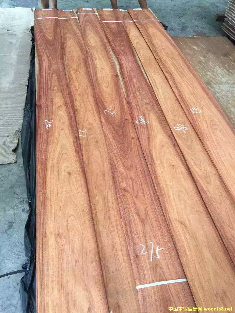 �����㻨���ľƤ/����