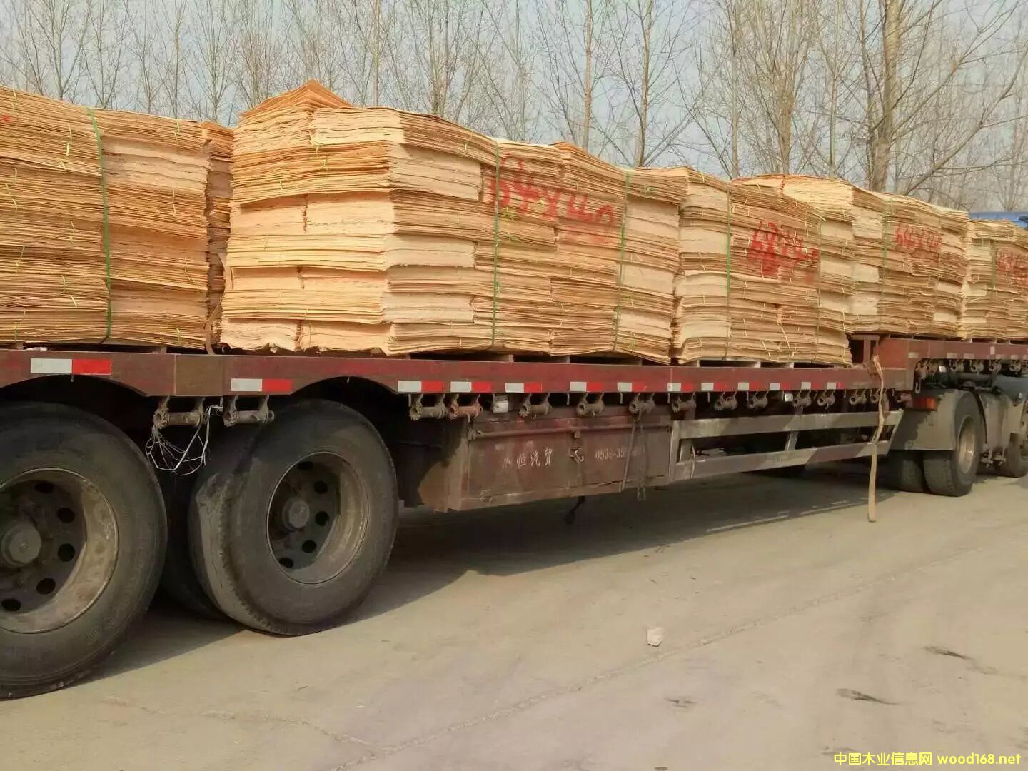 松木的詳細(xì)介紹