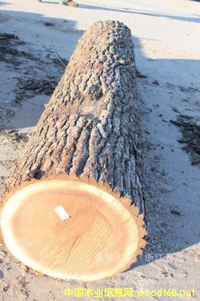 黑胡桃的詳細(xì)介紹