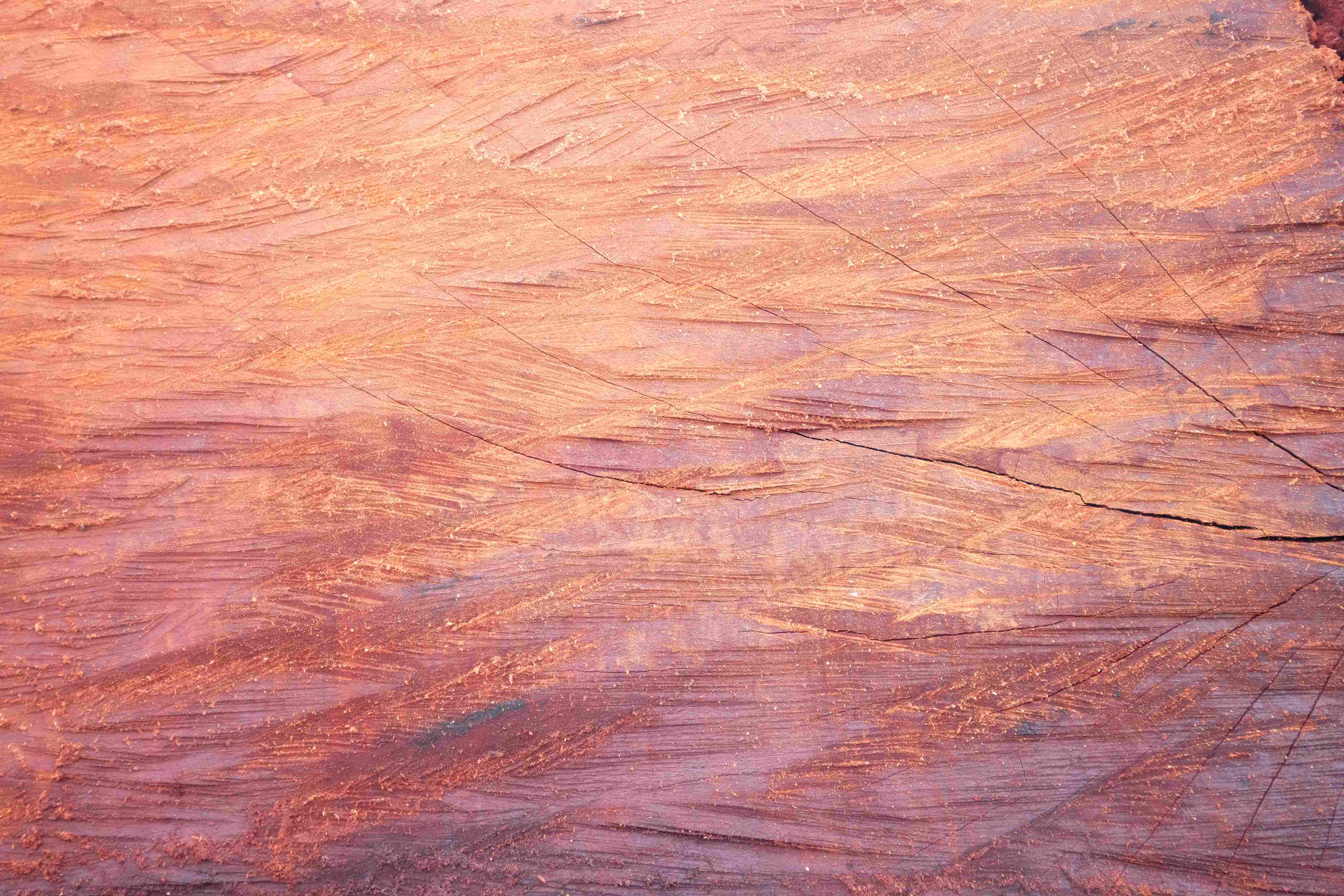 �R�ⶹľ (TZALAM)