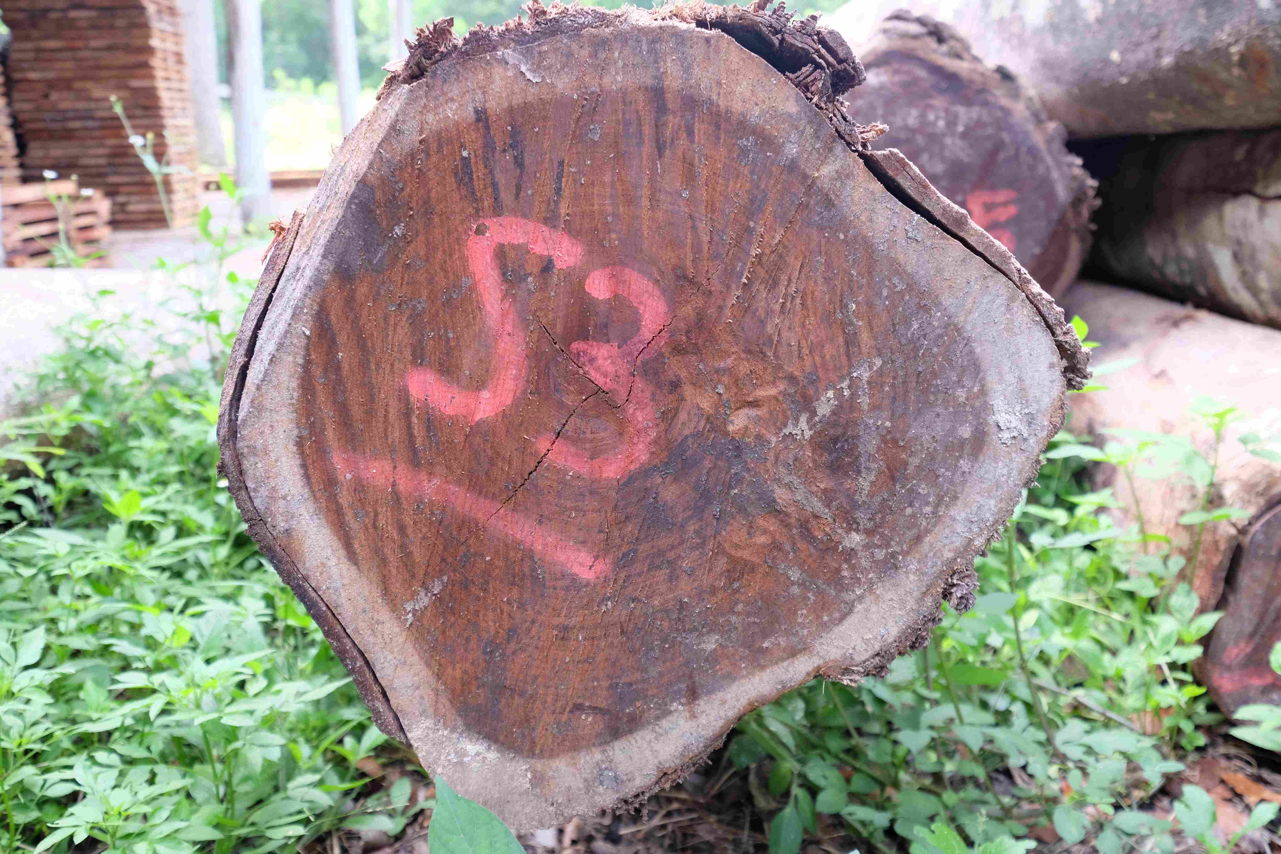 ������ľ (MACHICHE)