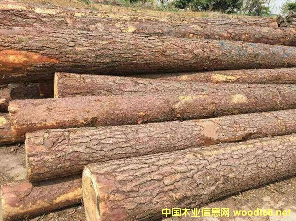 �����M�ڶ��_˹���~��ԭľ